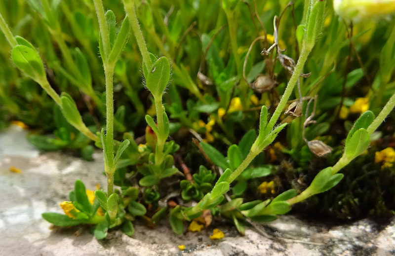 Helianthemum nummularium - Cistaceae